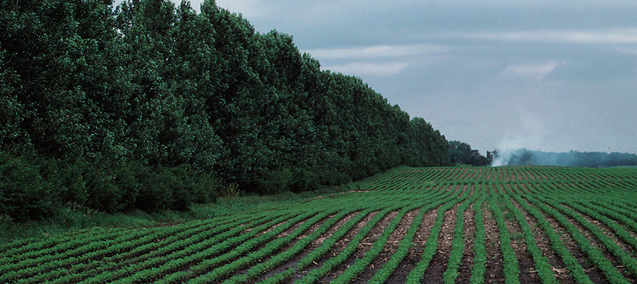 USDA NRCS photo of a windbreak beside a soybean field in northwest Iowa