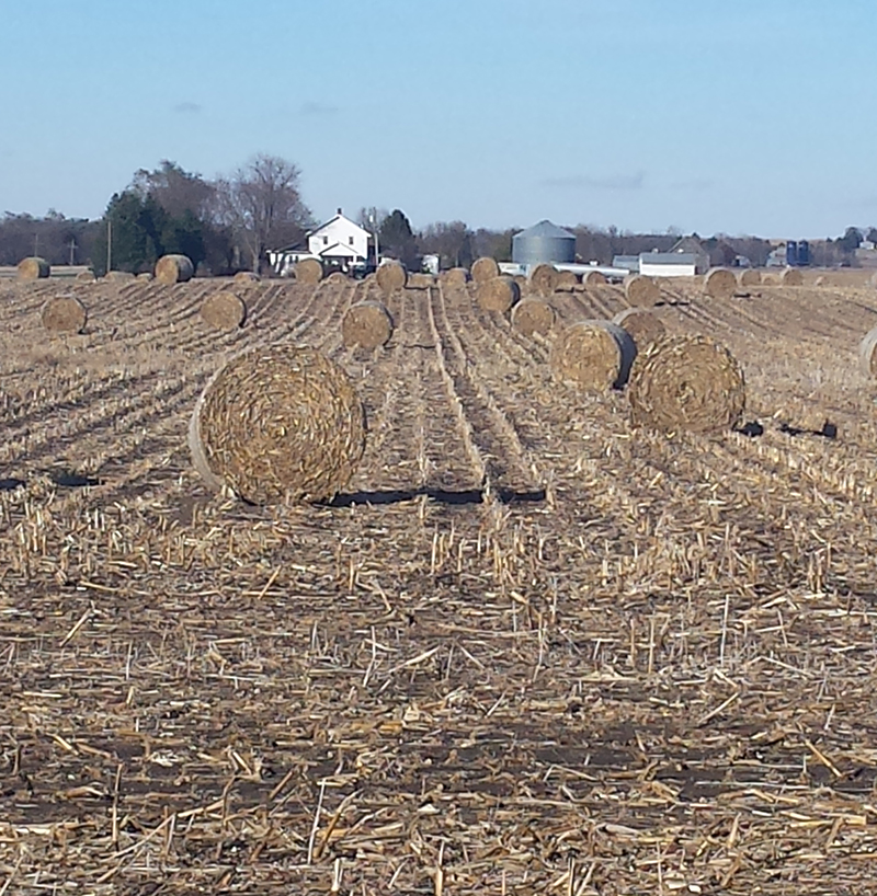 Field of round bales of corn stalks