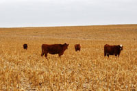 Cattle grazing cornstalks