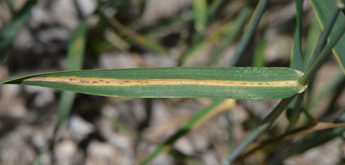 Cephalosporium stripe on a wheat leaf