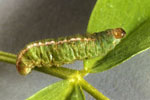 Clover leaf weevil