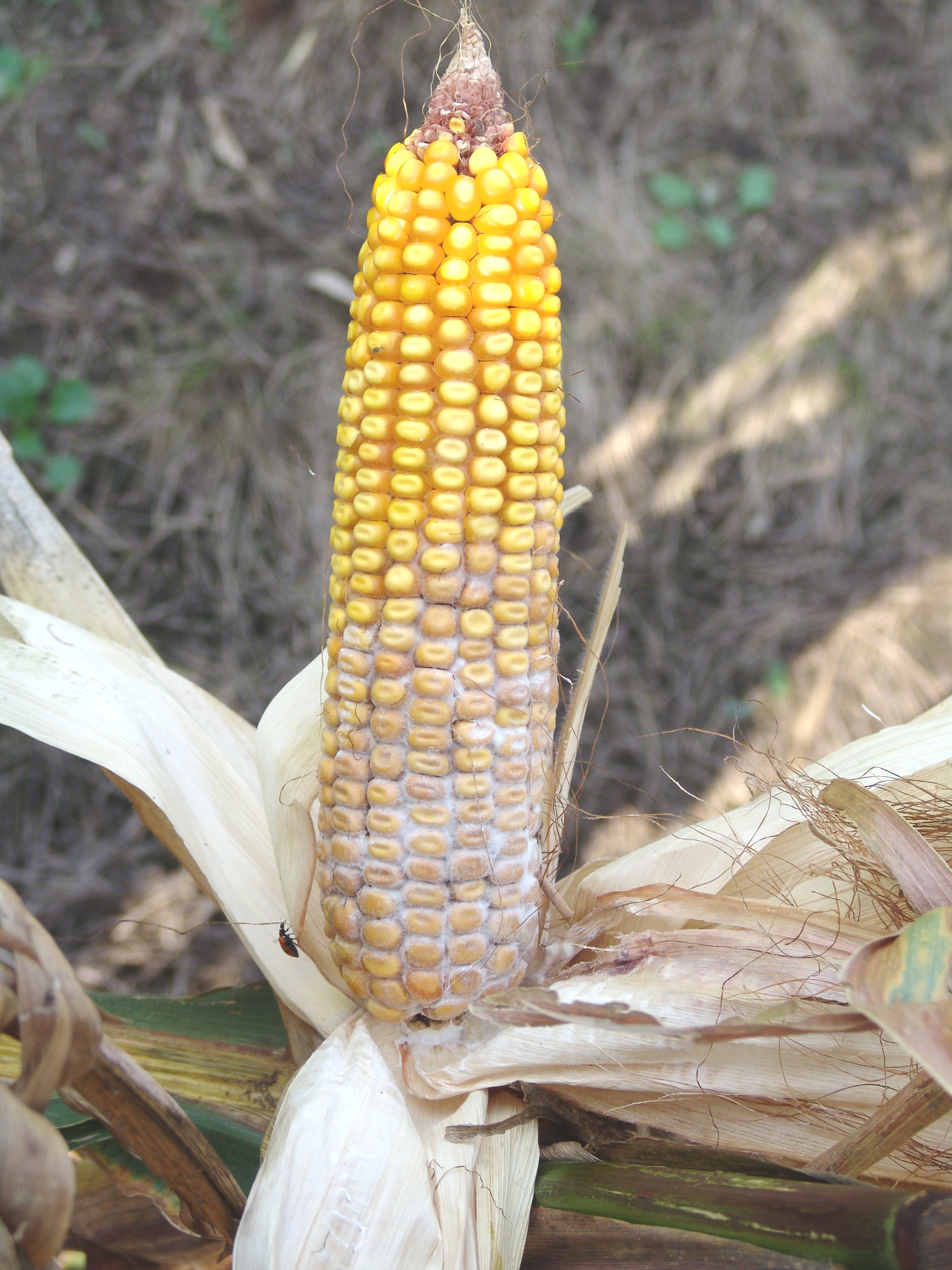 Corn stalk rot