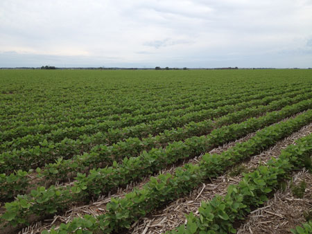Corn field in northeast Nebraska, June 26, 2014