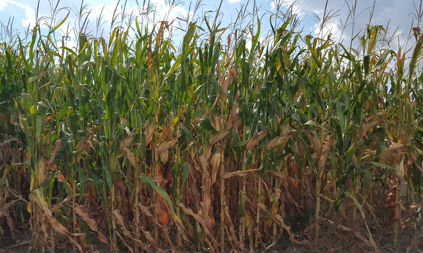 Corn field dying prematurely