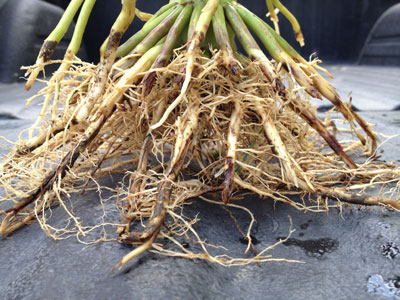 corn rootworm damage