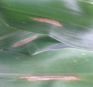 Northern corn leaf blight disease of corn