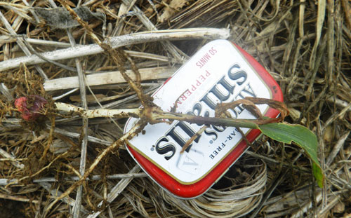 Corn plant damage close-up from wheat stem sawfly