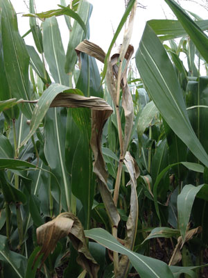 Corn with late season disease