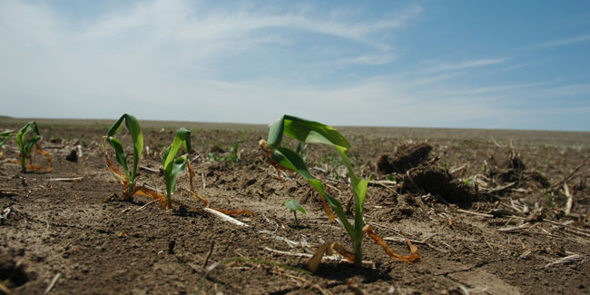 Corn recovering from freeze injury in mid-May