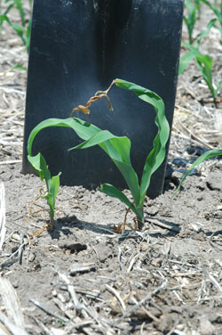 Varying corn plant response to freeze