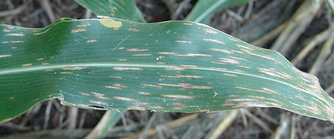 corn gray leaf spot