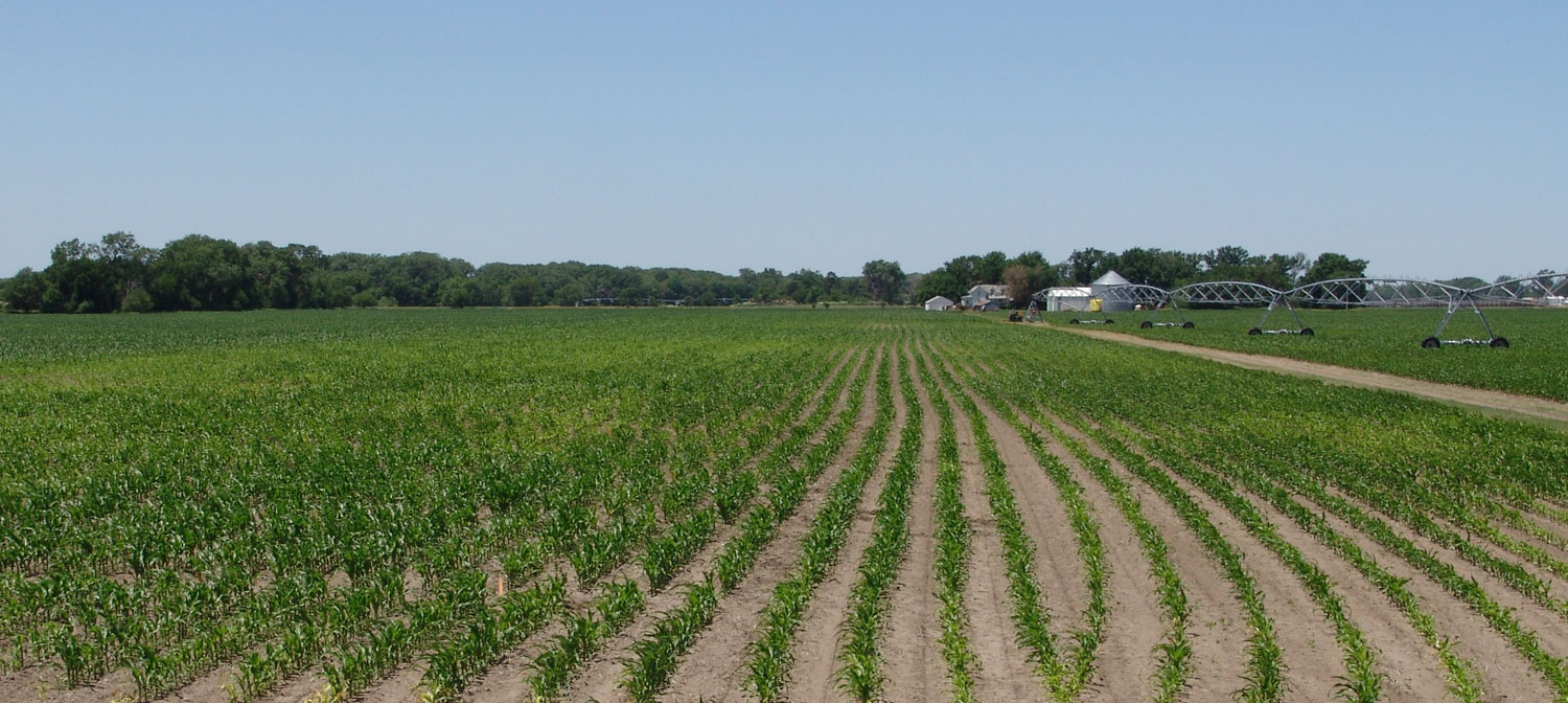  Corn field damaged by corn lesion nematode