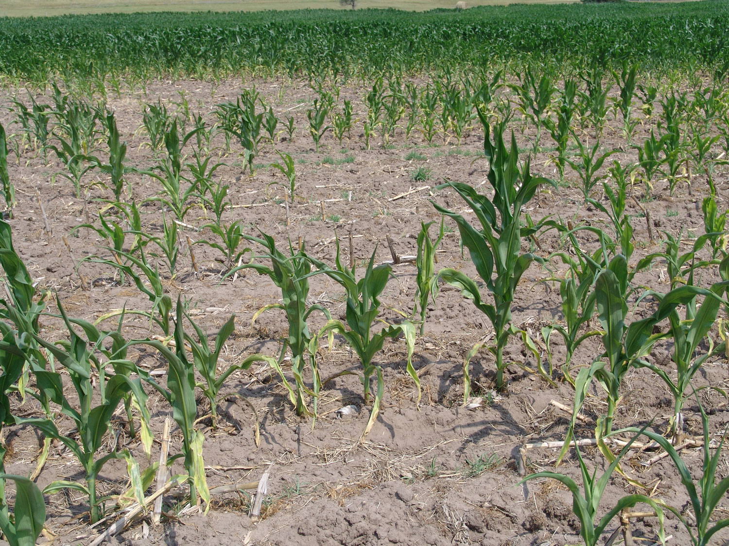 Corn field damage due to low pH