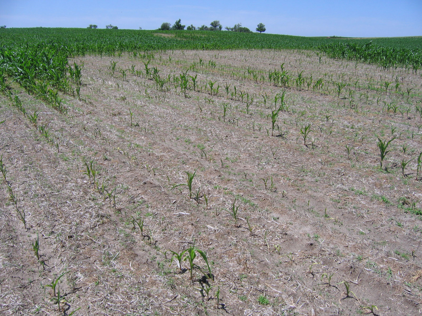  Corn nematode (sting) damage in Nebraska field