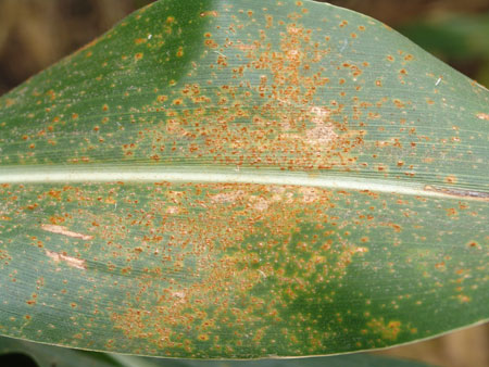 corn leaf with southern rust