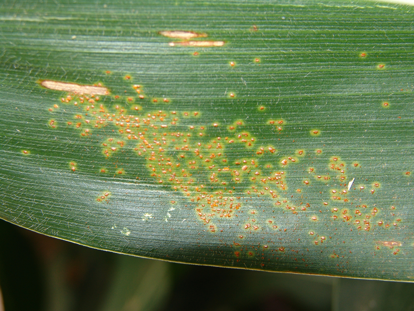Southern corn rust early stages