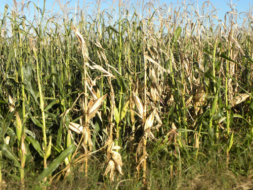 Corn field exhibiting stalk rot symptoms