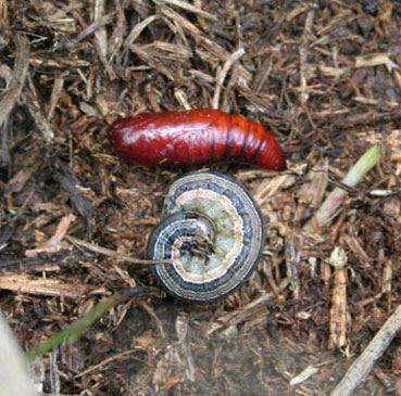  Curled armyworm caterpillar