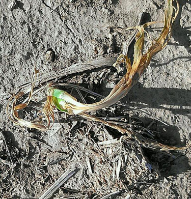 Frost damaged early corn