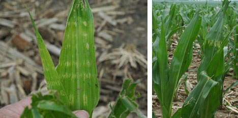Shot-holes in corn leaves
