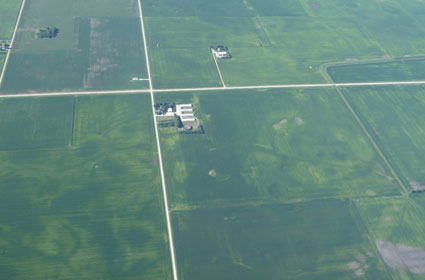 Iowa Corn Field mid-July