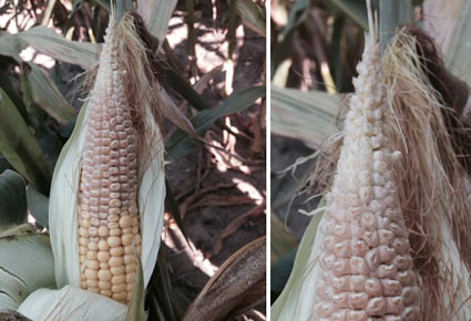 Corn grain abortion
