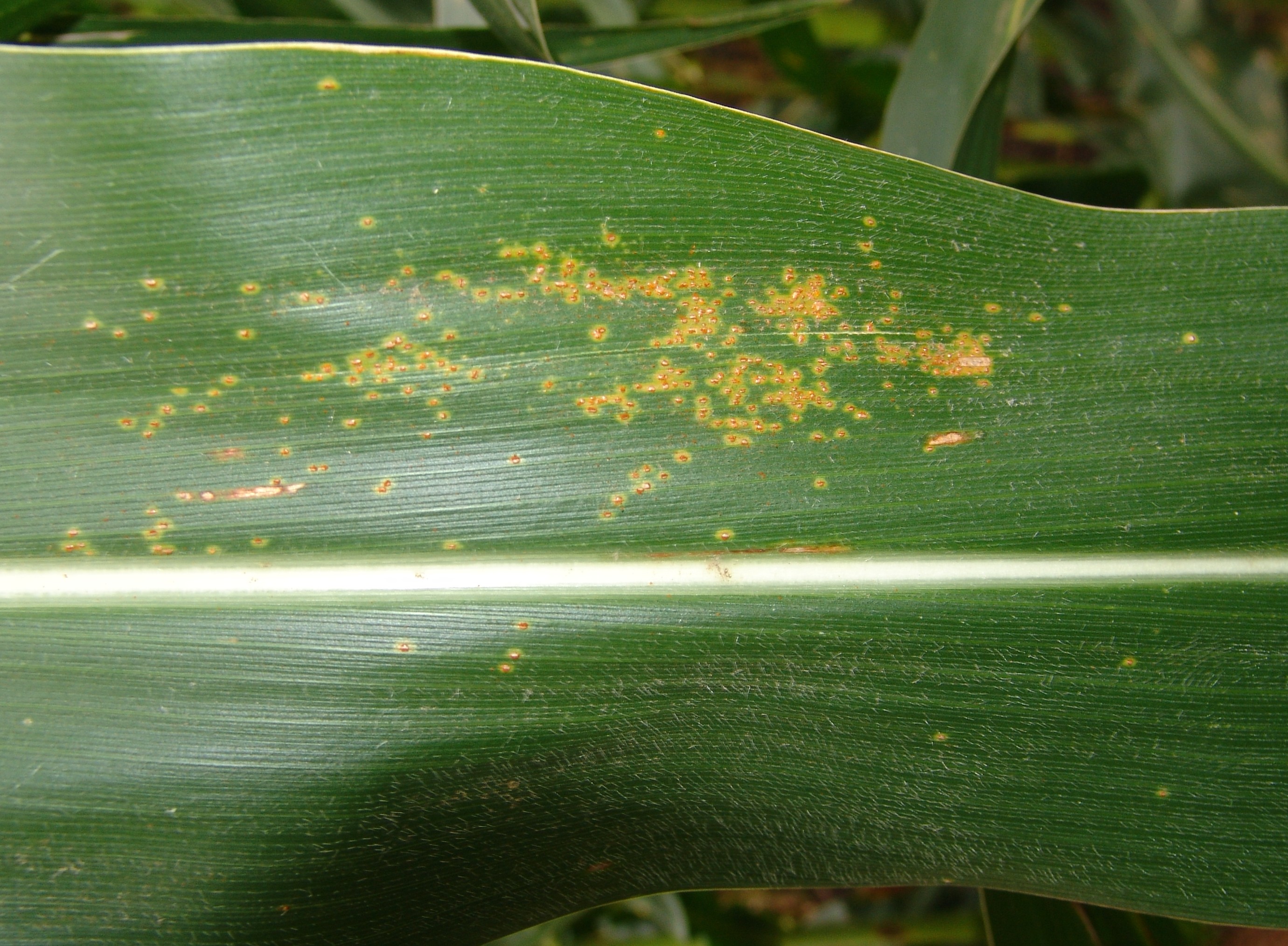 Early southern rust