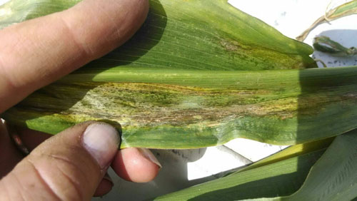 Corn Disease Update — Leaf And Bacterial Diseases Developing Cropwatch University Of 3478