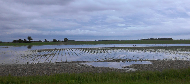 Flooded field in Clay County June 4, 2015