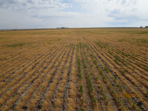 Winterkilled wheat in Frontier County, 4/23/15