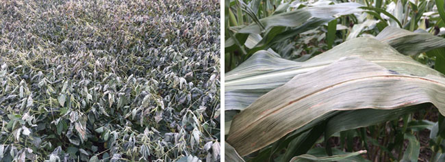 Frosted soybeans and corn from Greeley County 9/14/14
