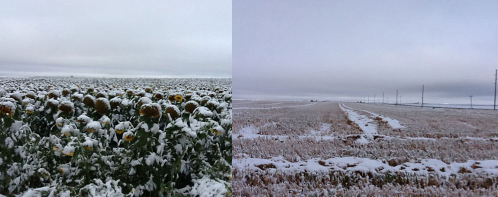 Snowy fields of sunflower and proso millet