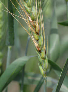 Fusarium head blight (scab) in wheat