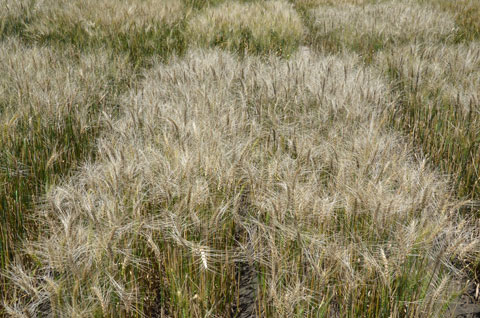 Field of wheat with severe Fusarium (head scab)