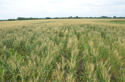  Wheat field of Fusarium Head Blight (Scab)