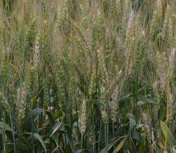 Diseased wheat fields in eastern Nebraska