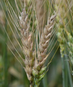 Diseased wheat heads in eastern Nebraska field