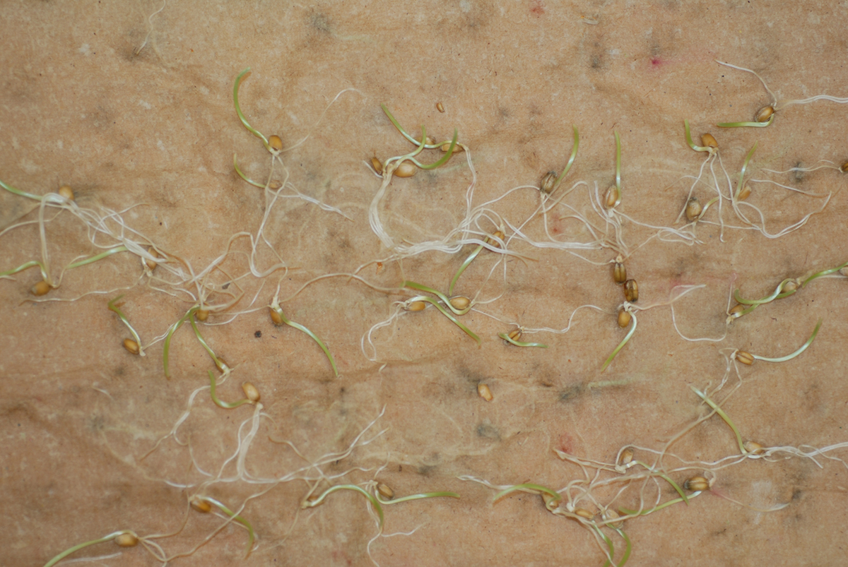 Poorly germinating scabby wheat