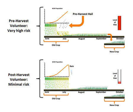 Graphic showing the importance of volunteer wheat control