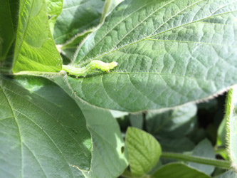 green cloverworm on a soybean leaf