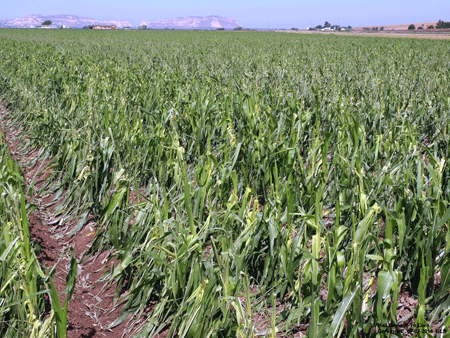 Hail-damaged corn at Gering