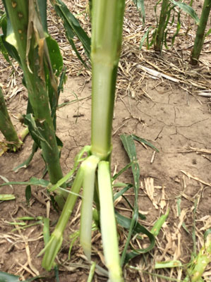 Split corn stalk