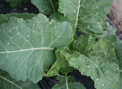 Herbicide drift injury to cauliflower