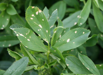 Herbicide drift injury to alfalfa