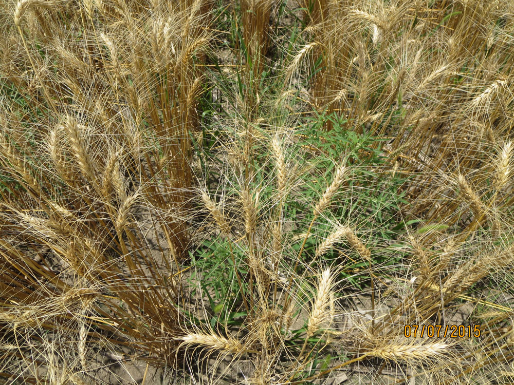 Weeds in winter wheat
