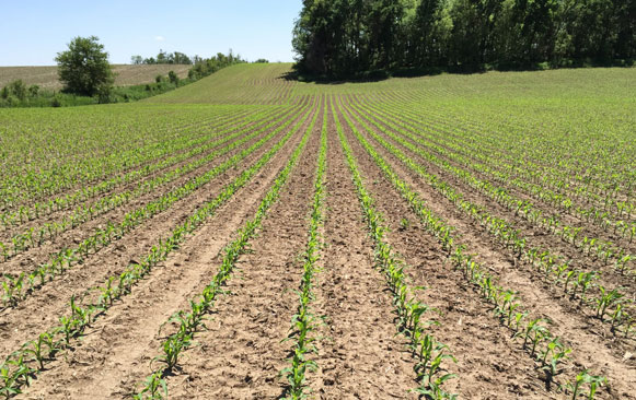 June 1 corn in east central Nebraska