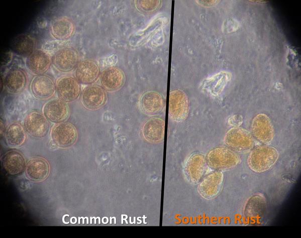 Microscopic view of southern and common rusts