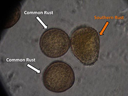 Microscopic corn rust spores