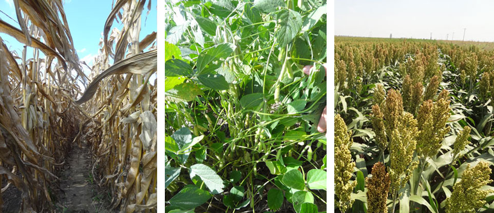Corn, soybean, and sorghum crops in eastern Nebraska in mid September