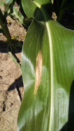 Northern corn leaf blight